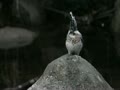 動画:元旦早朝 ヤマセミさま